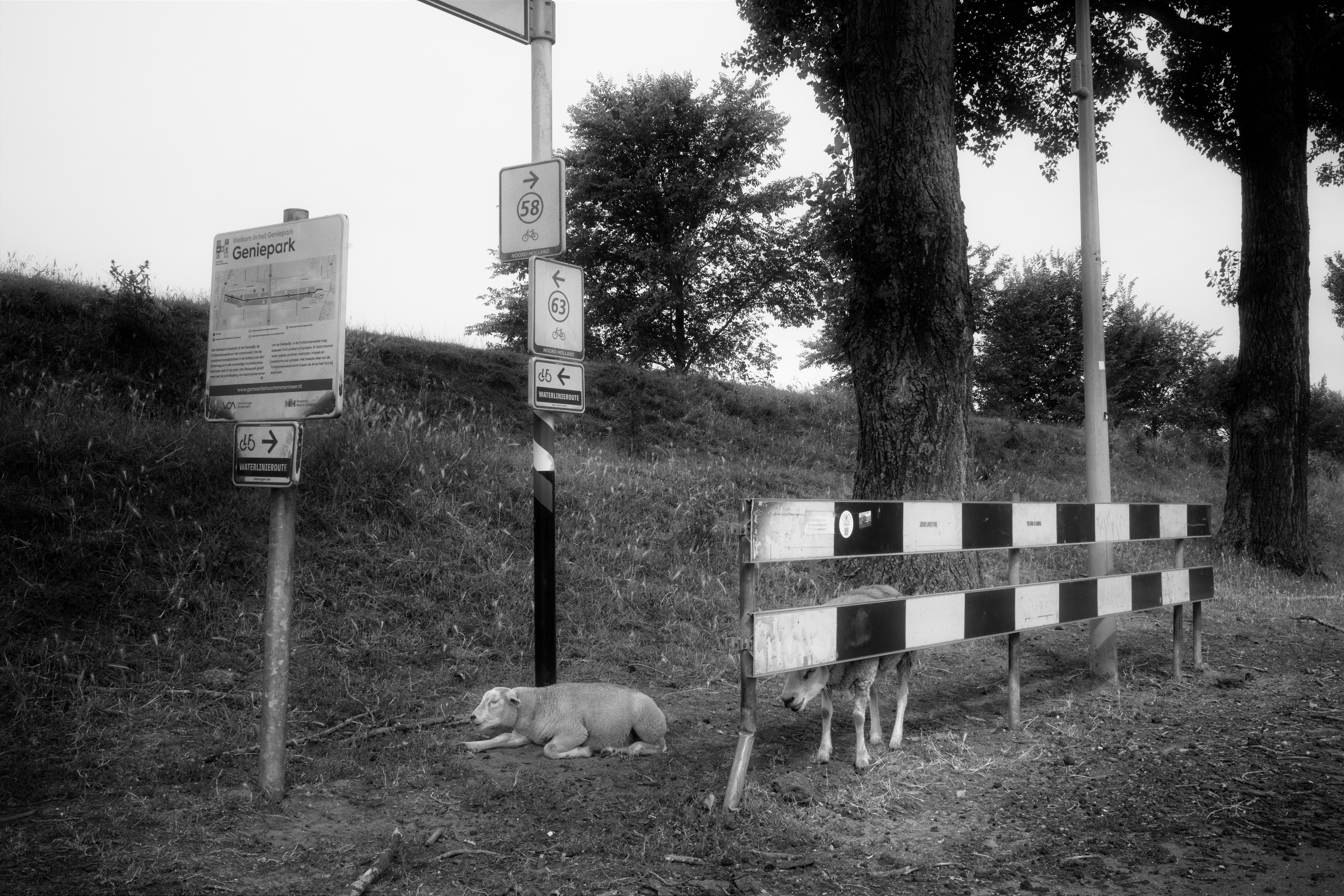een paar schapen staan te kijken vanachter een hek